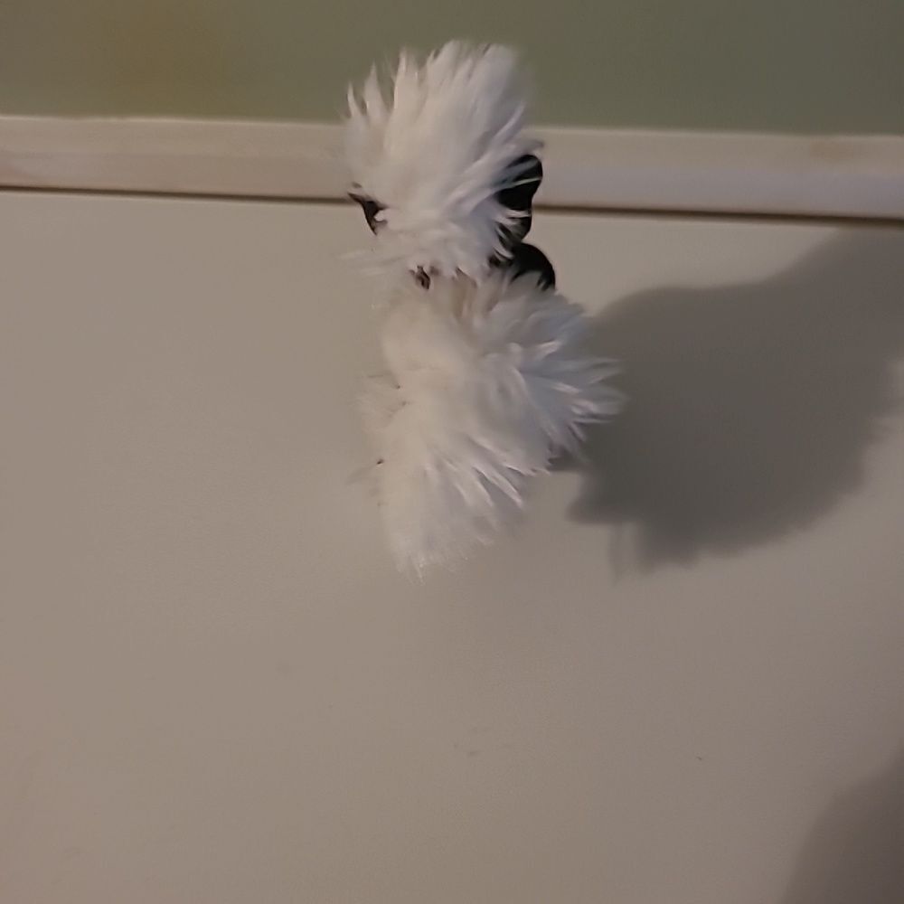 skunk Bundle. - Picture 7 of 13
